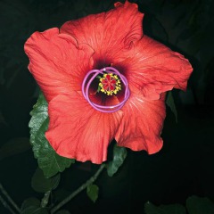 Bluete_Leonie-Felle_Warum-kannst-du-nicht-bleiben_2024